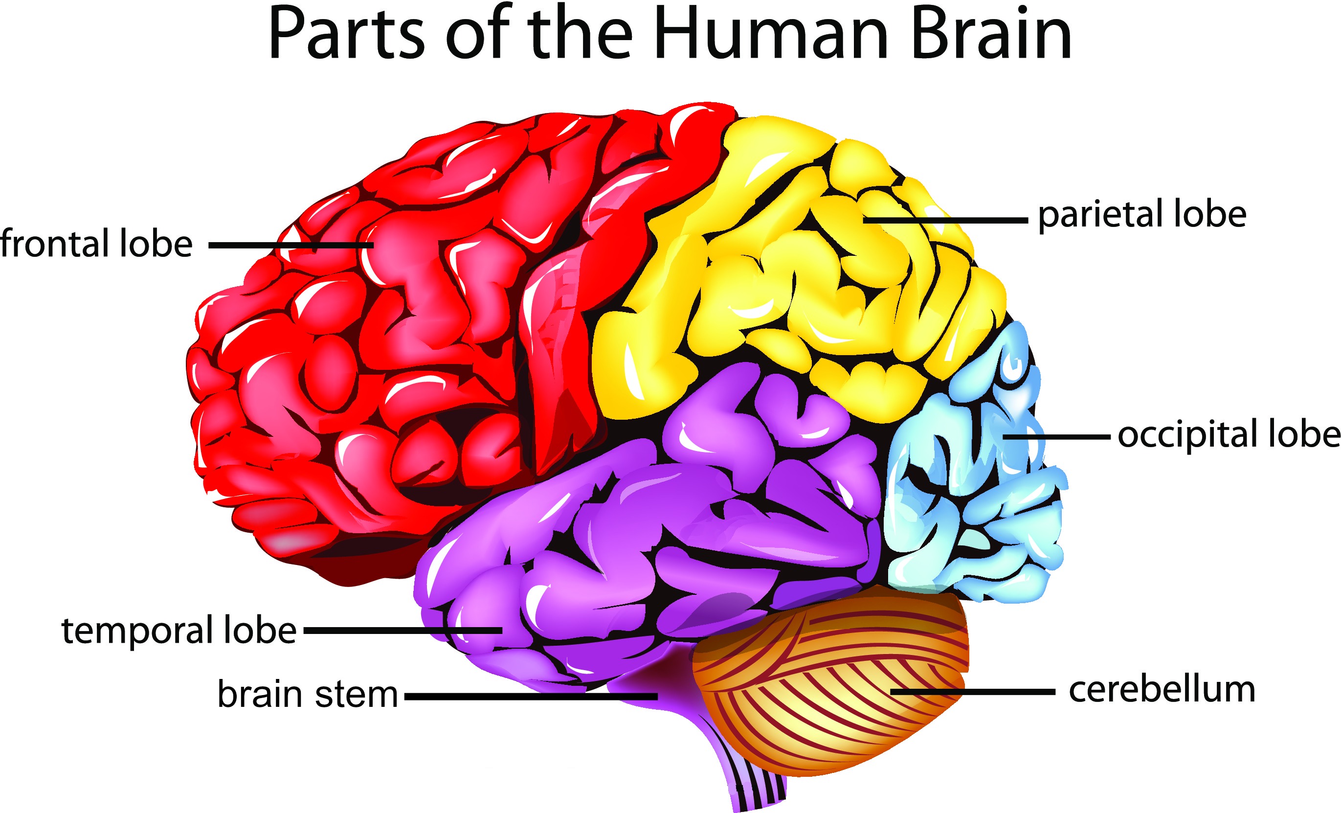 Take This Brain Quiz and Test Your Knowledge
